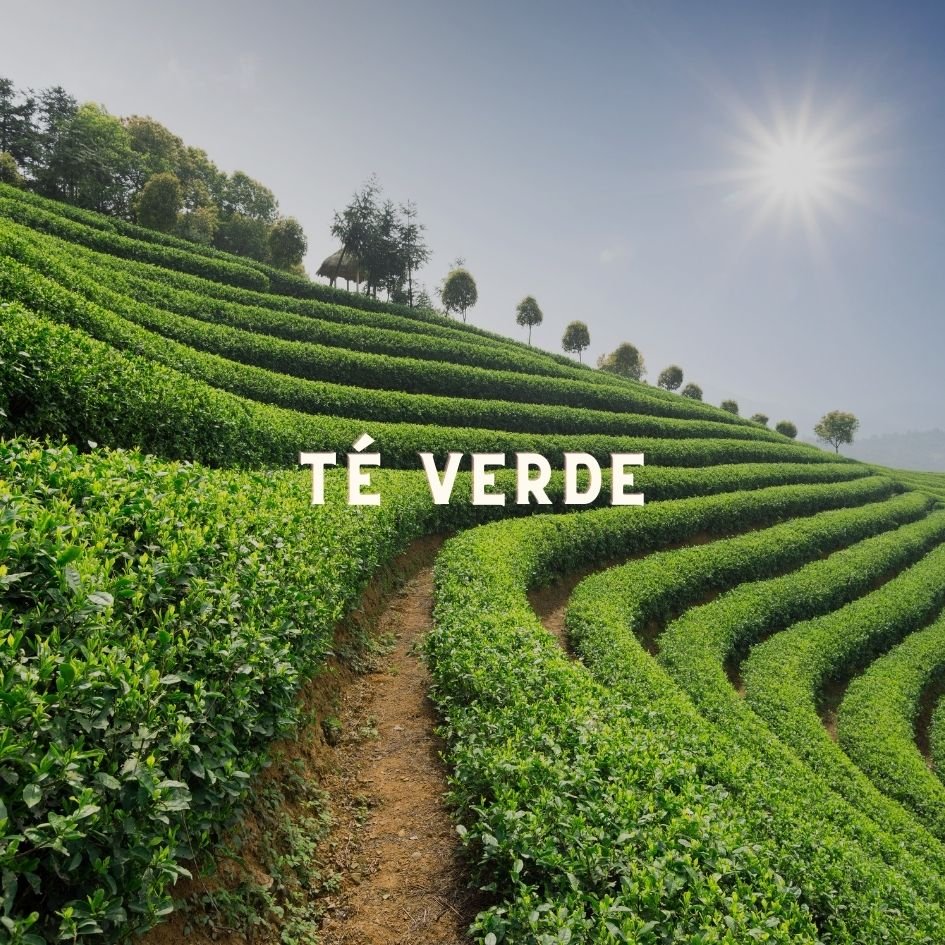 GenMaicha blend de té verde Sencha arroz tostado Matcha
