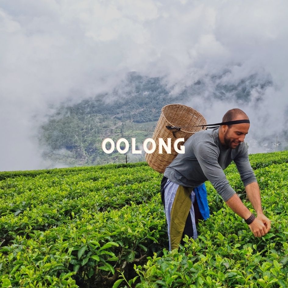 Milky Oolong Chocolate