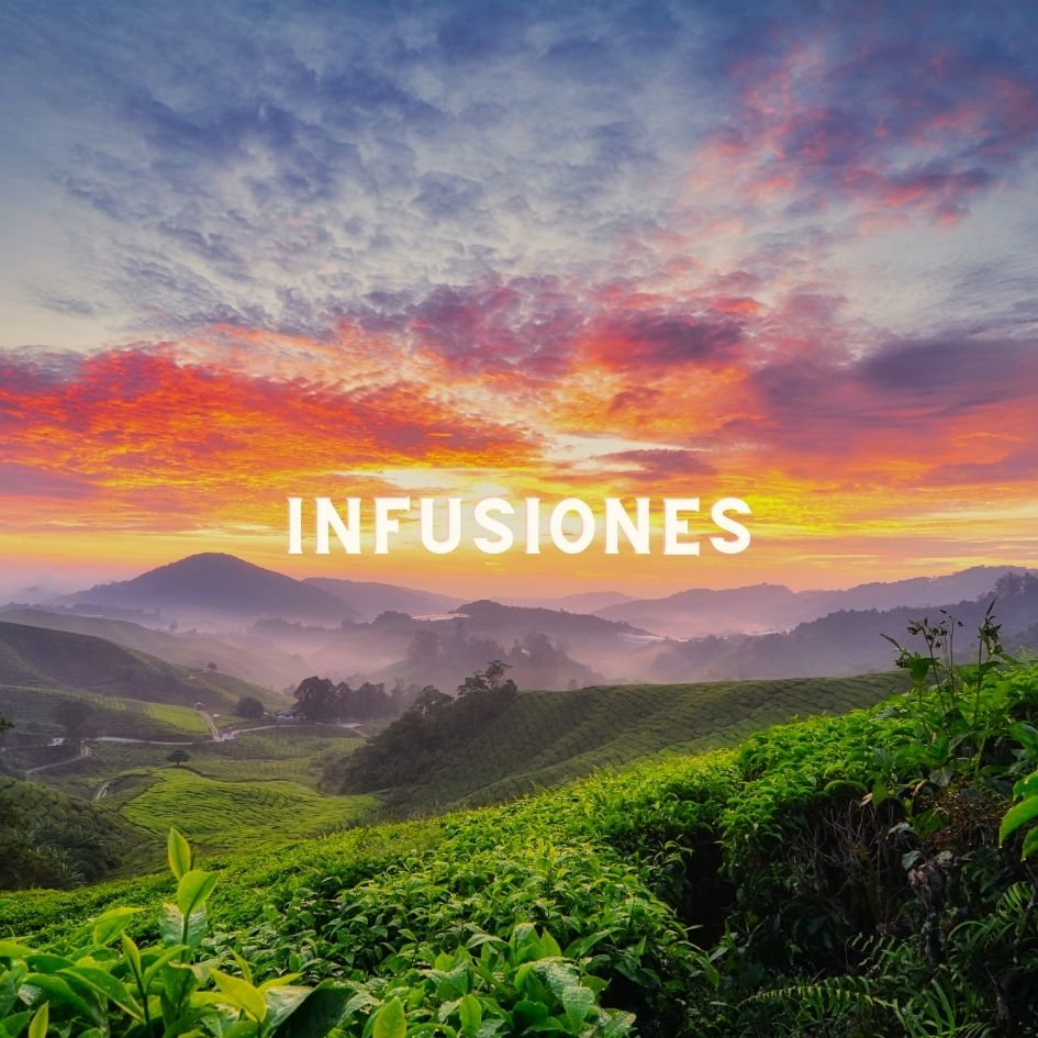 Infusión Pura de Cola de Caballo