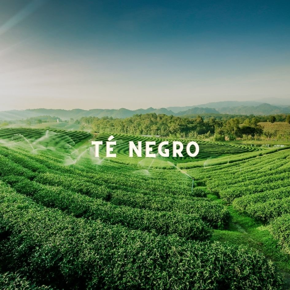 Taza de Ceylan Special sabor robusto té negro