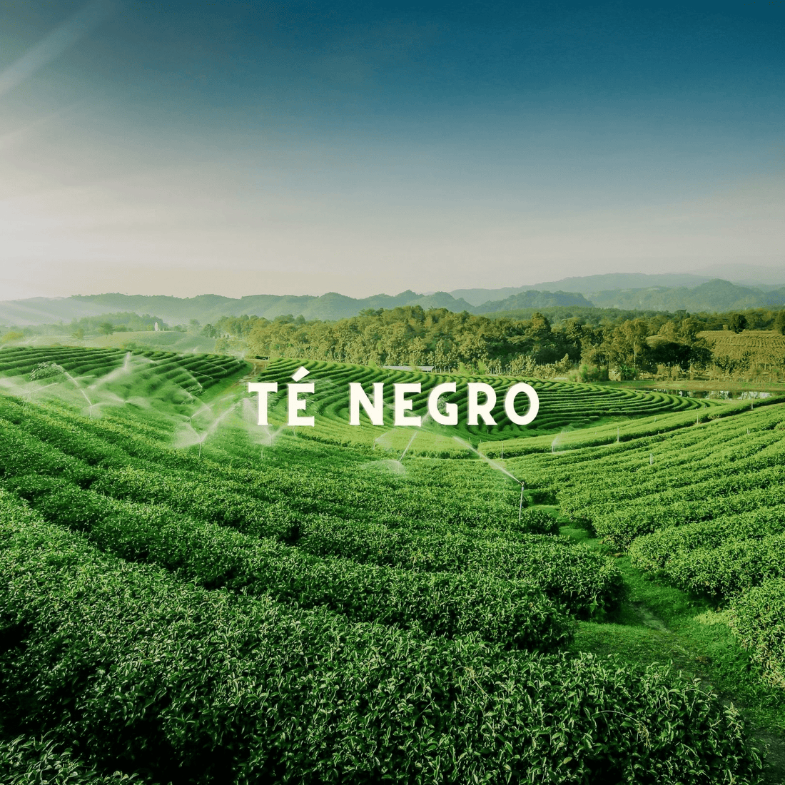 Té Negro Premium