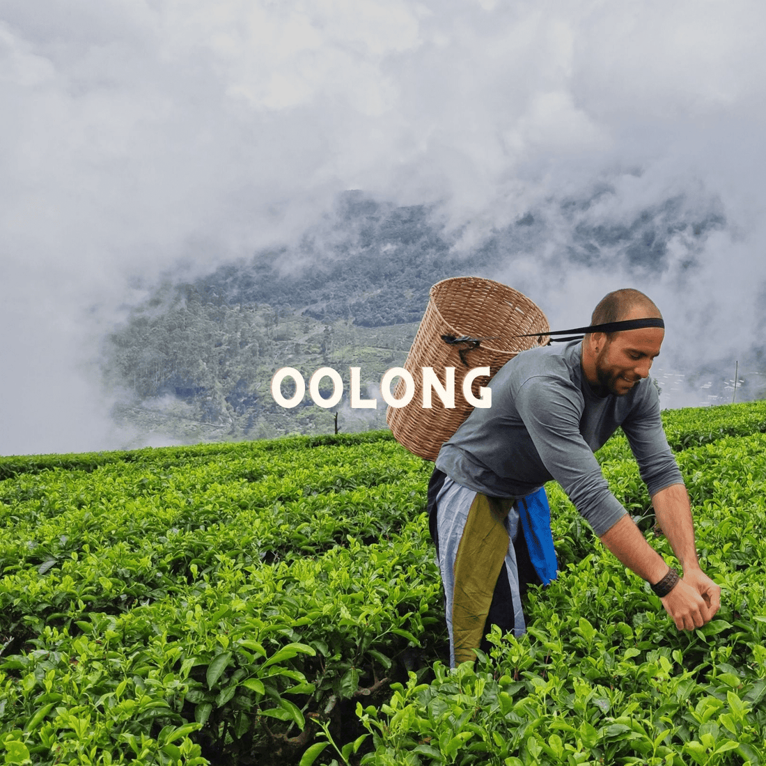 Té Oolong Premium