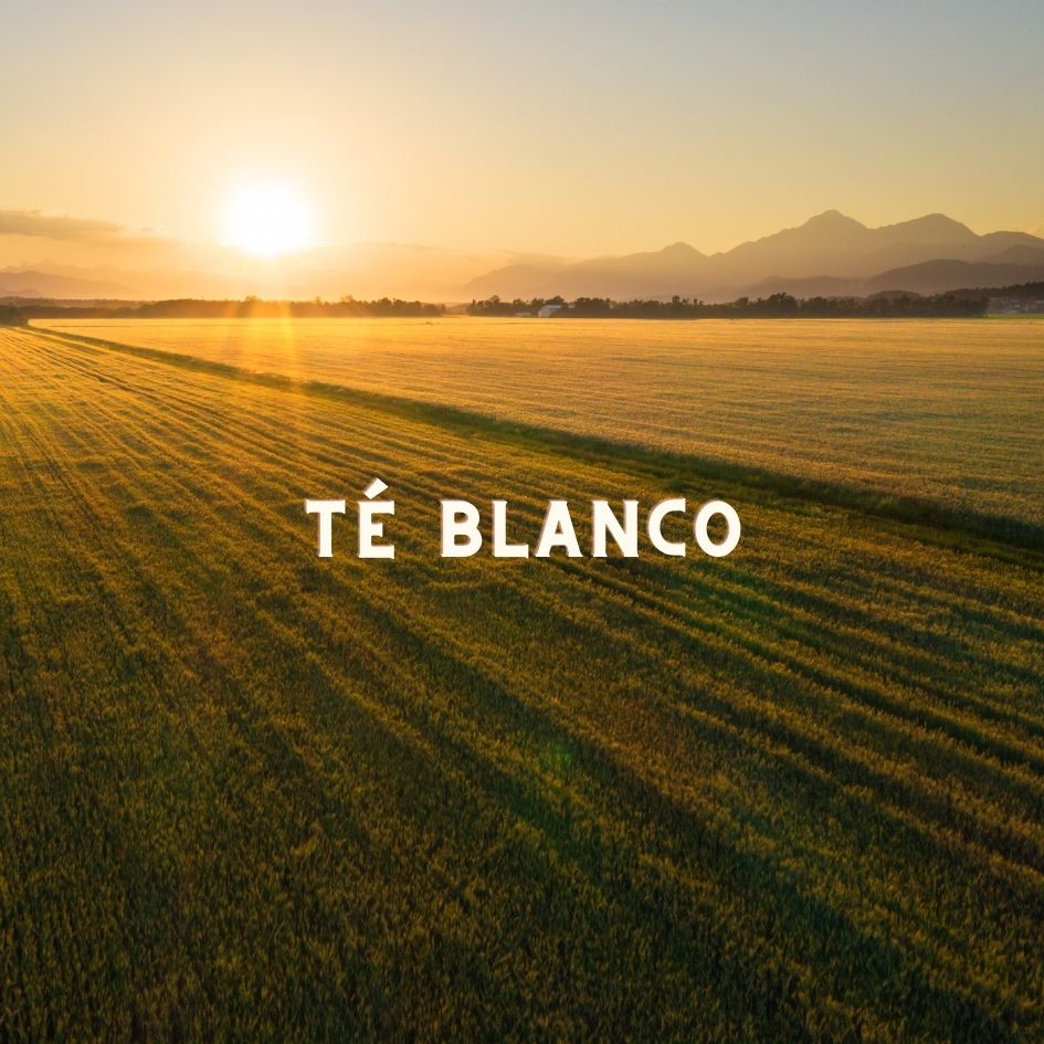 Infusión Té Blanco Puro sabor suave floral sin cafeína