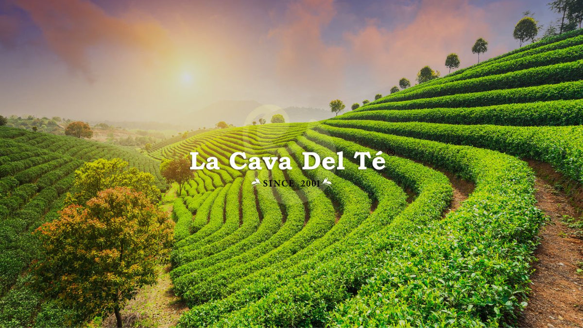 Tés, matcha e infusiones premium en Colombia